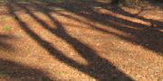 Giochi d'ombre nel parco