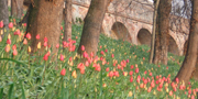 Il parco e il giardino danno il meglio di sè in primavera, durante la fioritura di tulipani e rose.